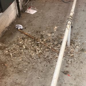pigeon-guano-cleaning-02