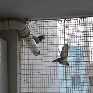 pigeon-netting-03