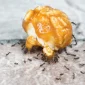 ants in kitchen 85x85
