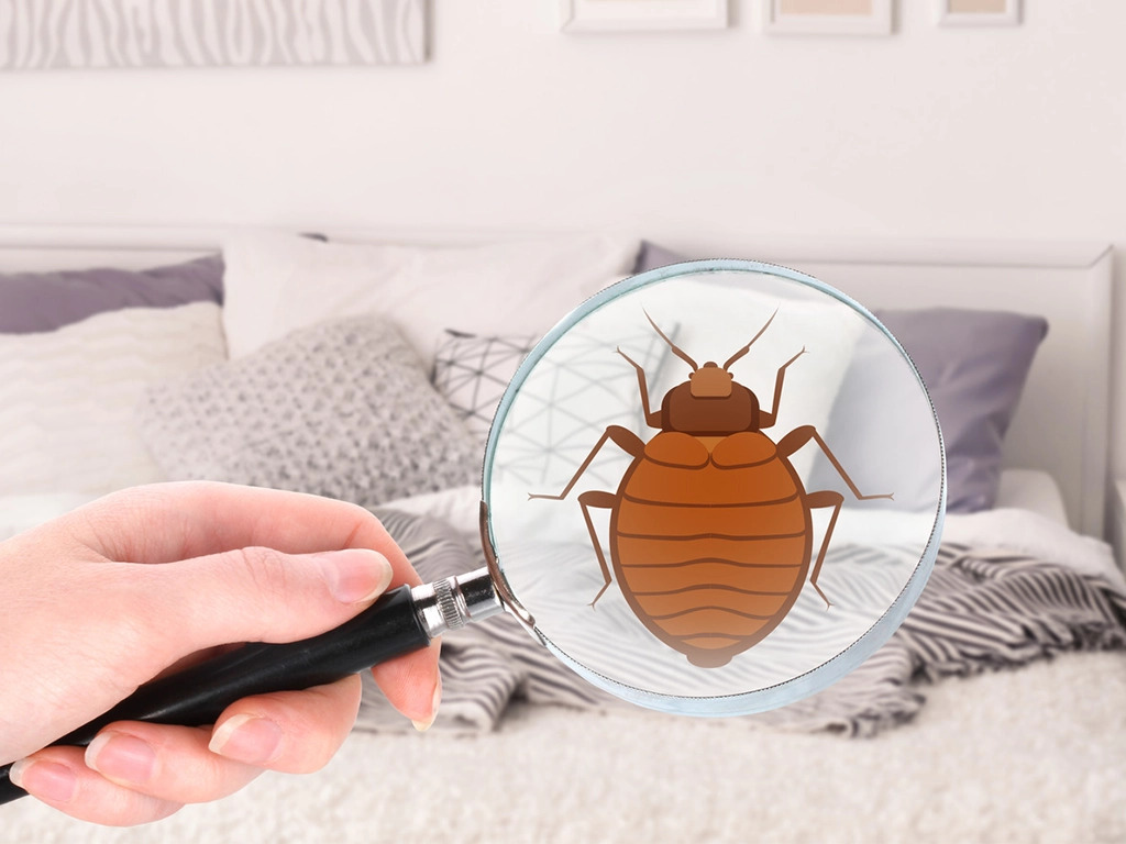 bedbug bed bugs problem