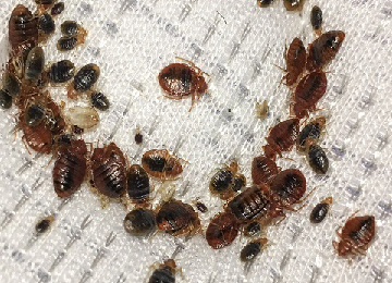 bedbug pest control