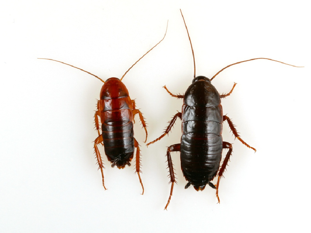 cockroach oriental