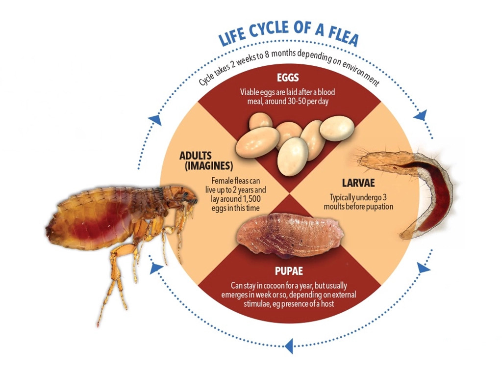 fleas control in london