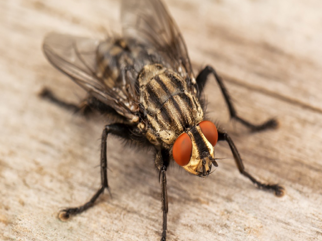 flies cluster type