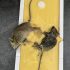 how to get rid of mice 70x70