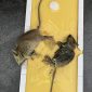 how to get rid of mice 85x85