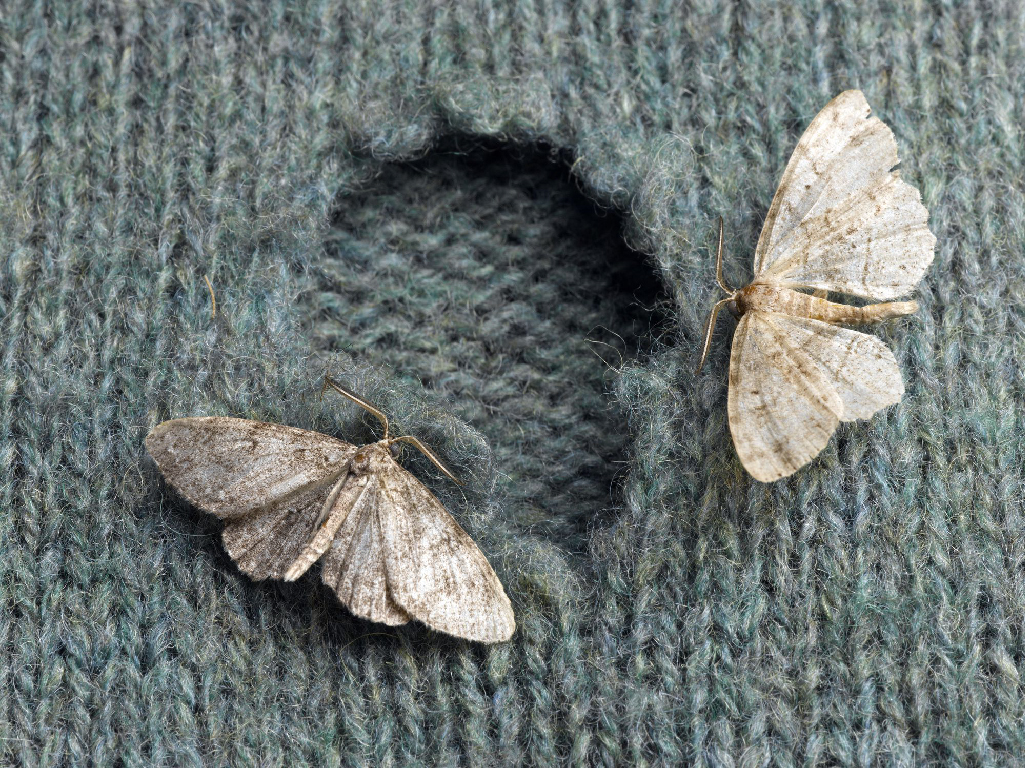 moth common clothes moths