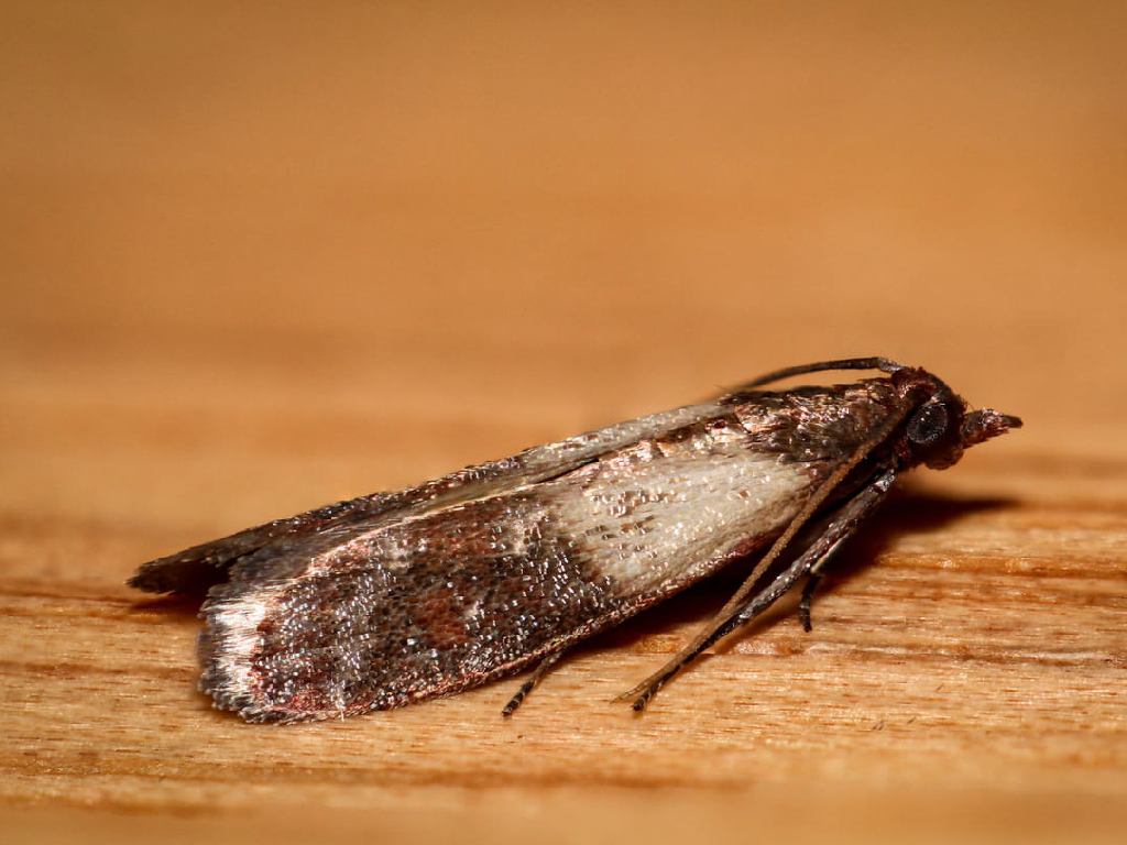 moth food type