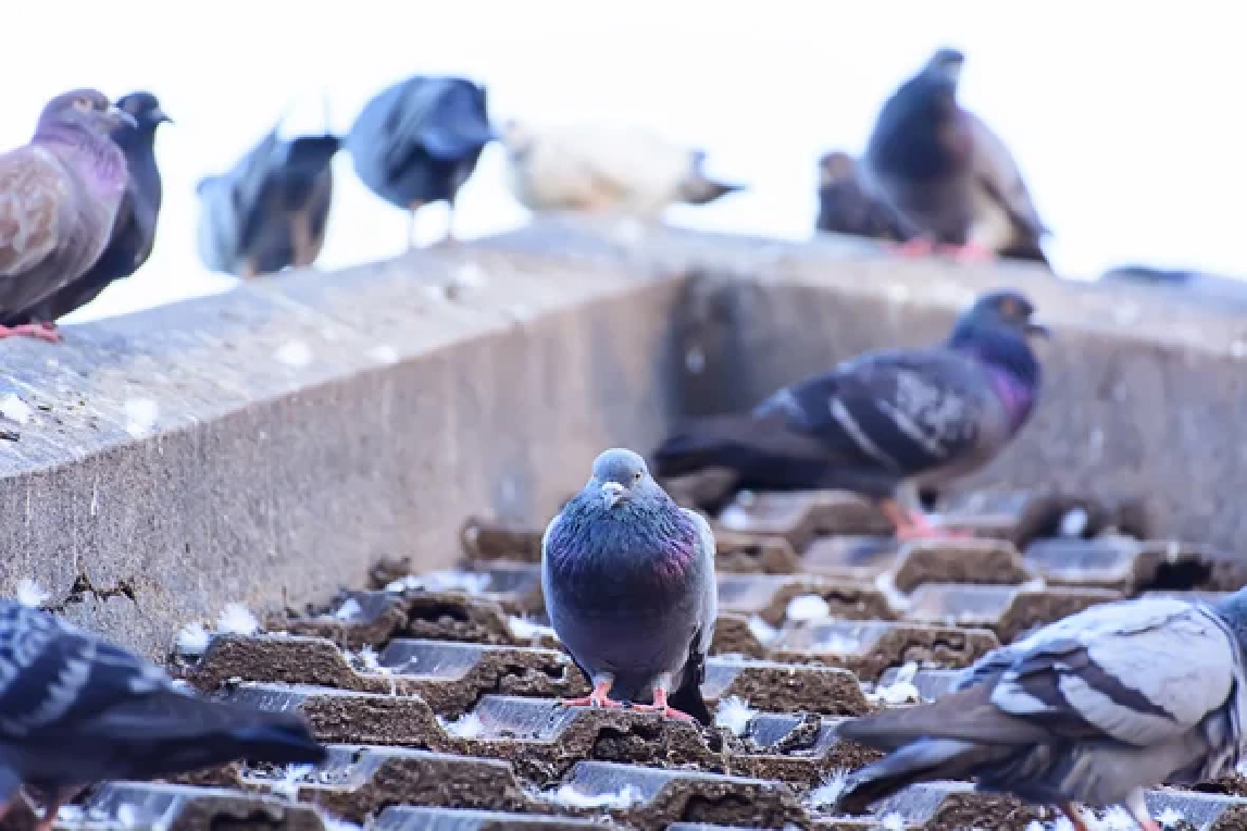 pigeon pigeon removal in london