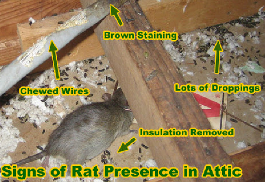 rat loft