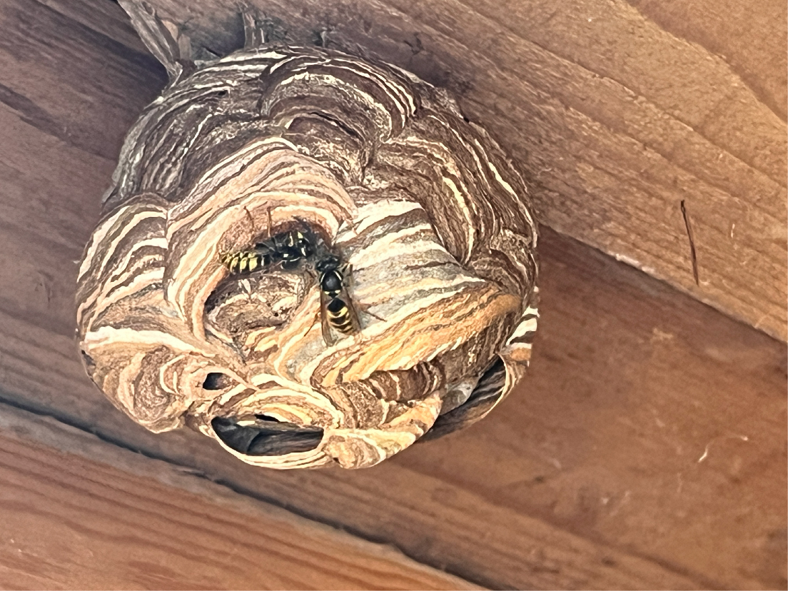 wasp nest removal