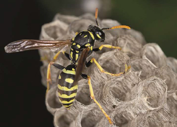 wasps pest control