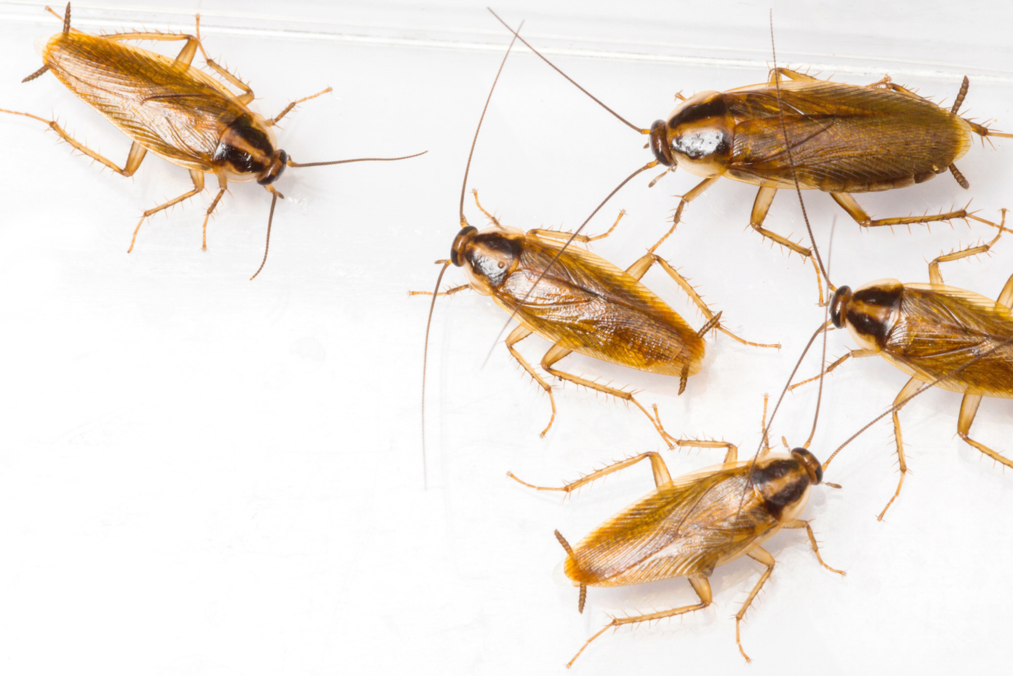 cockroaches banner mobile