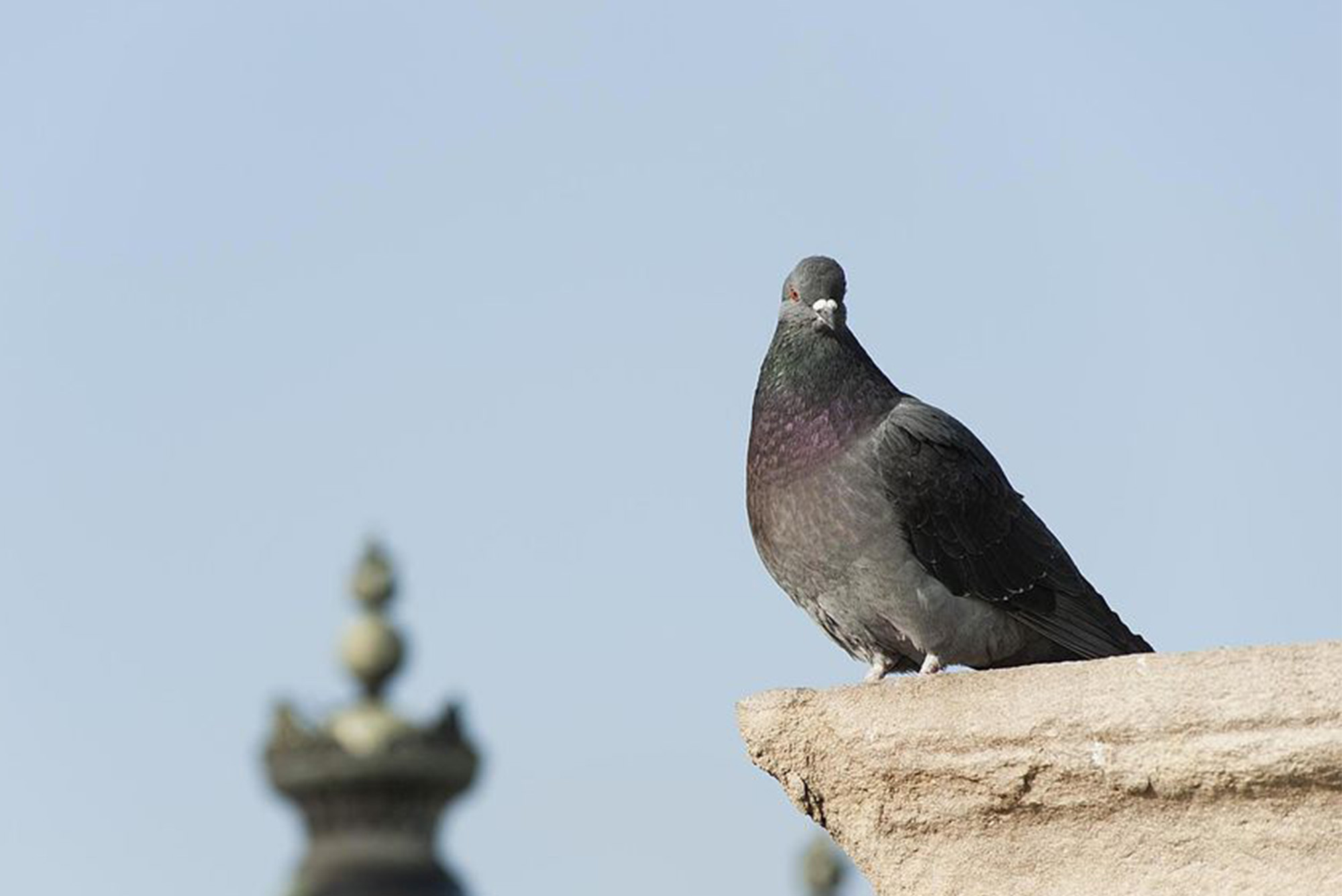 pigeons banner mobile