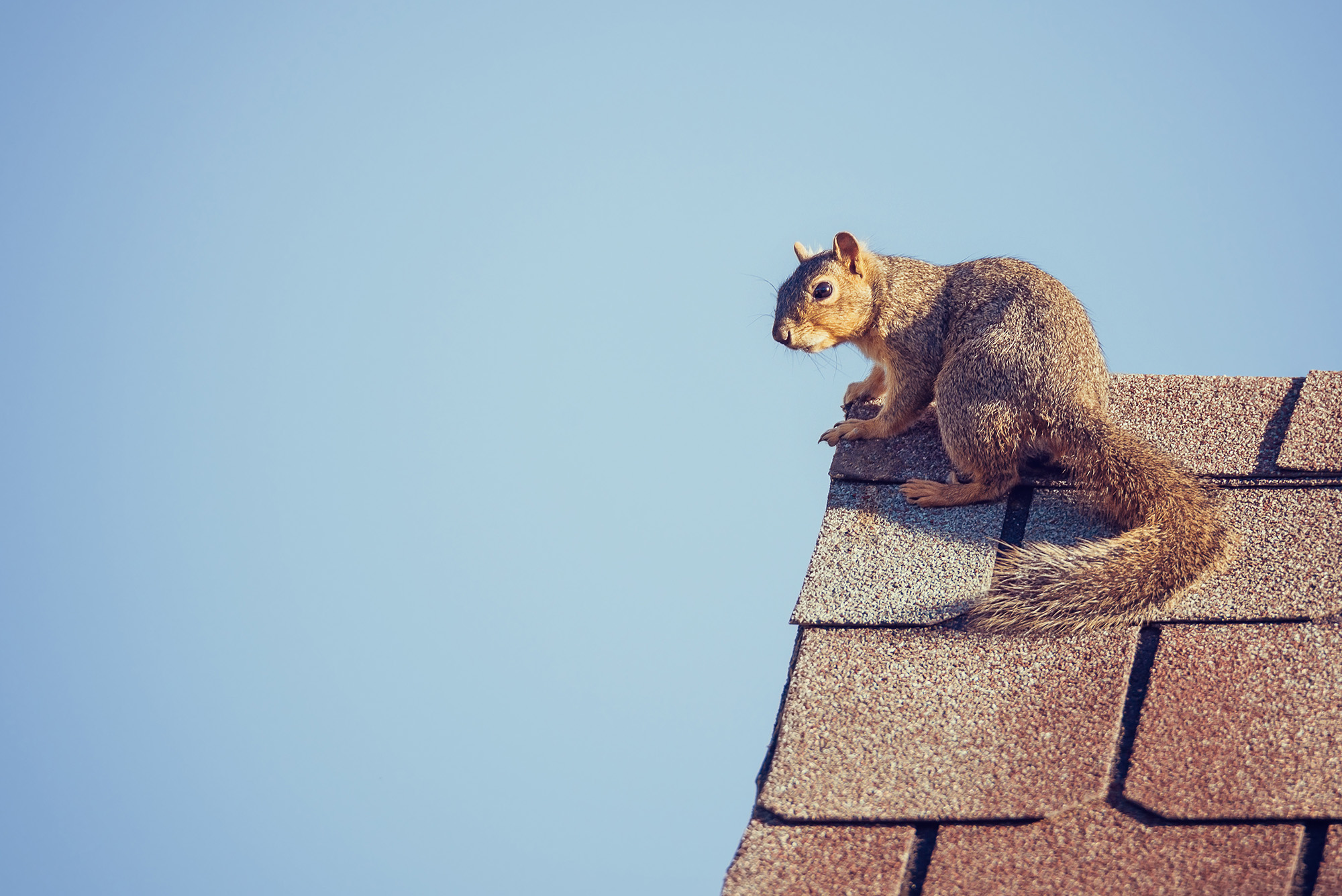 squirrels banner mobile