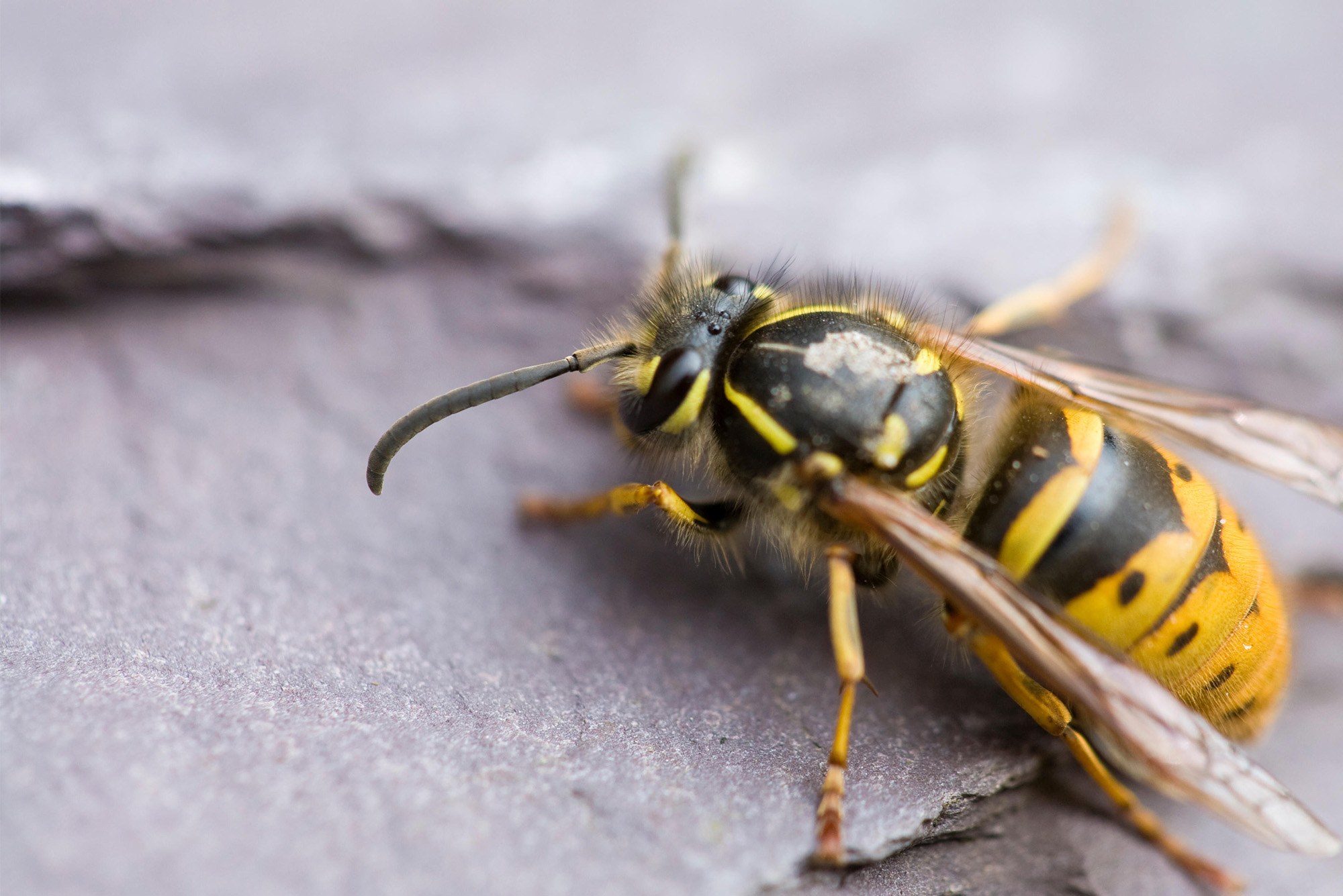 wasps banner mobile