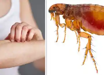 fleas pest control