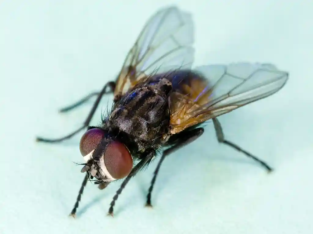 flies house type