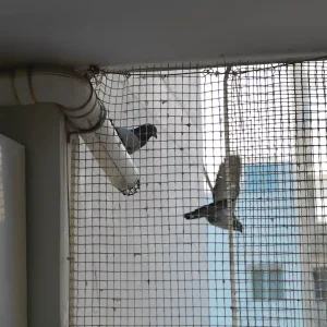 pigeon-netting-03