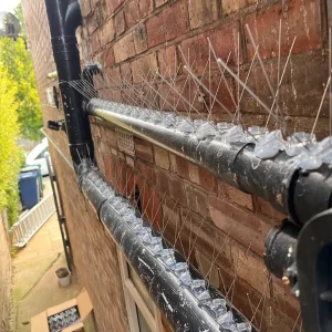 pigeon-spikes-02